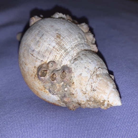 SALE!! True tulip shell with barnacle cluster - Picture 4 of 12